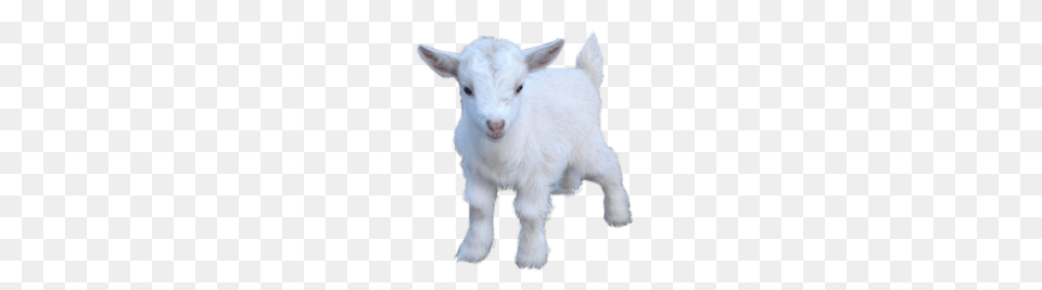 Goat Baby, Livestock, Animal, Mammal, Sheep Free Transparent Png