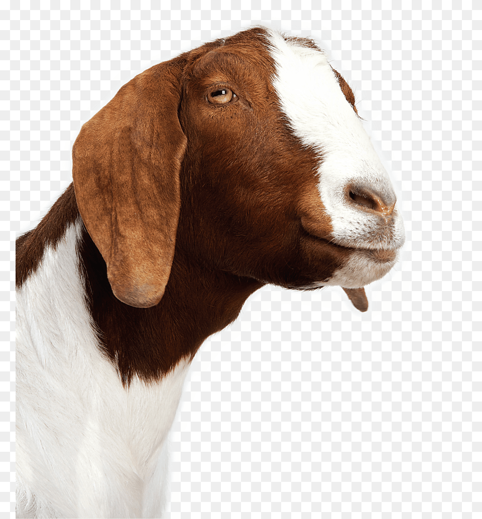 Goat Background White Anglo Nubian Goat, Livestock, Animal, Mammal, Cattle Free Png Download