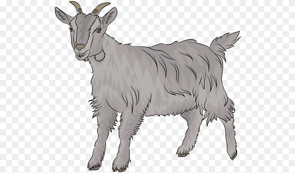 Goat Clipart, Livestock, Animal, Mammal, Kangaroo Free Transparent Png