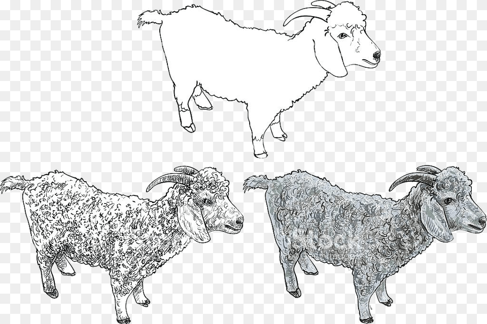 Goat Clipart Angora Stock Vector Art Mountain Ankara Kecisi Cizimi Kolay, Livestock, Animal, Cattle, Cow Free Transparent Png