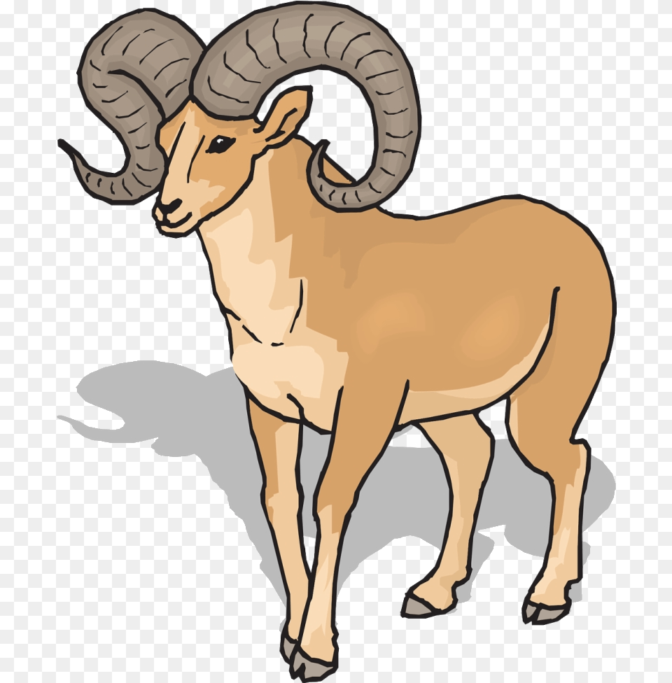 Goat Clipart Front Bighorn Sheep Transparent Ram Clipart, Livestock, Animal, Mammal, Person Free Png Download