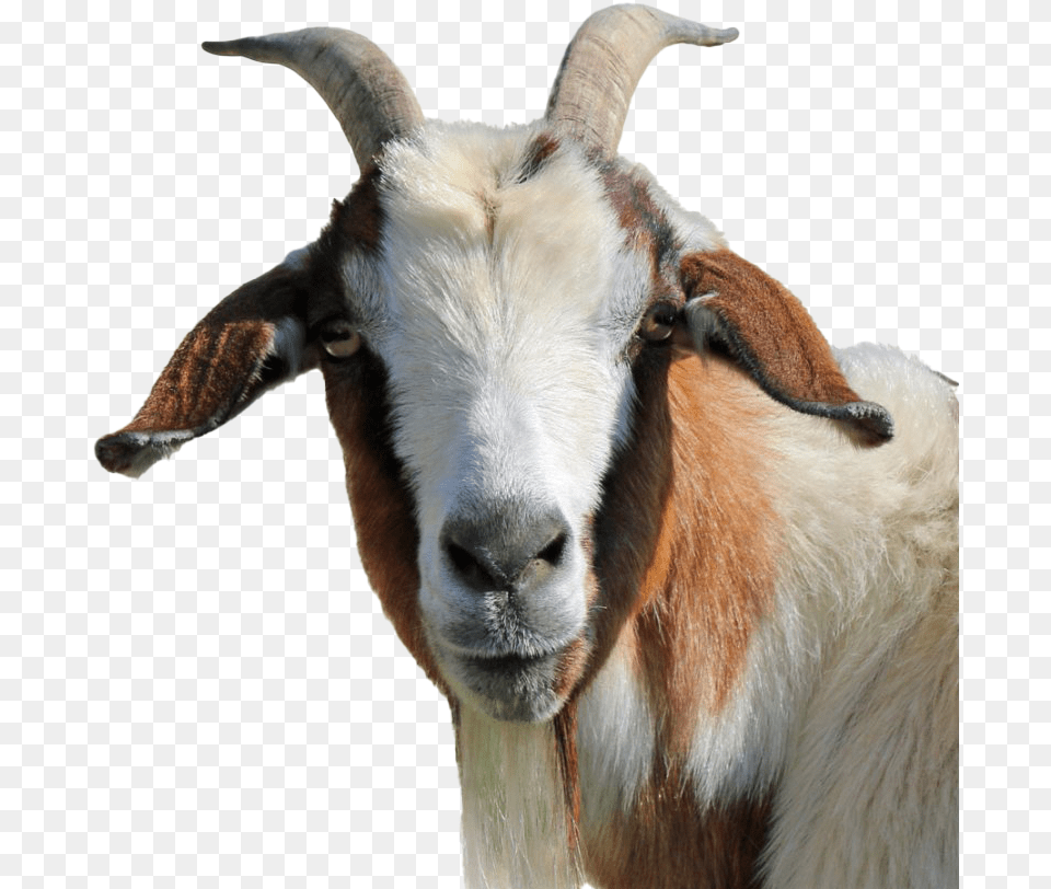 Goat Clipart Transparent Background Goat, Livestock, Animal, Antelope, Mammal Free Png