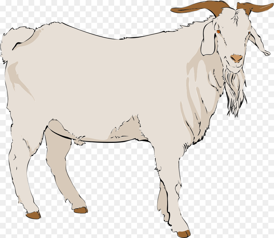Goat Clipart Transparent Background Goat Clipart Transparent Background, Livestock, Person, Mammal, Adult Png