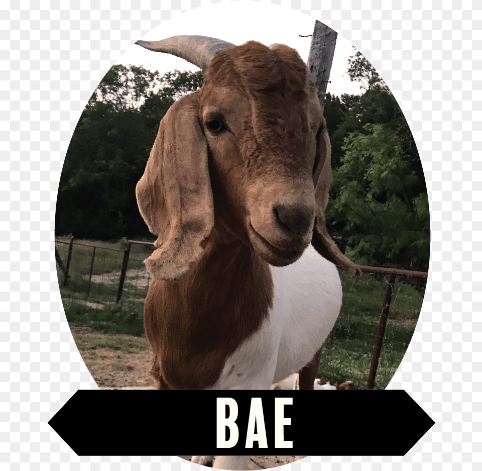 Goat Download Goat, Livestock, Animal, Mammal, Cattle Png Image