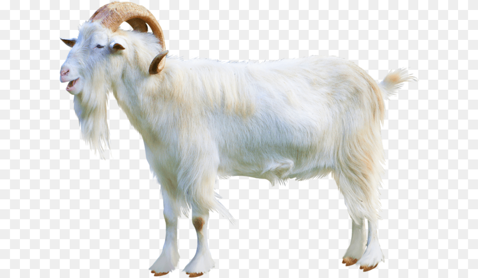 Goat Transparent Image Goat Transparent, Livestock, Animal, Mammal, Sheep Free Png Download