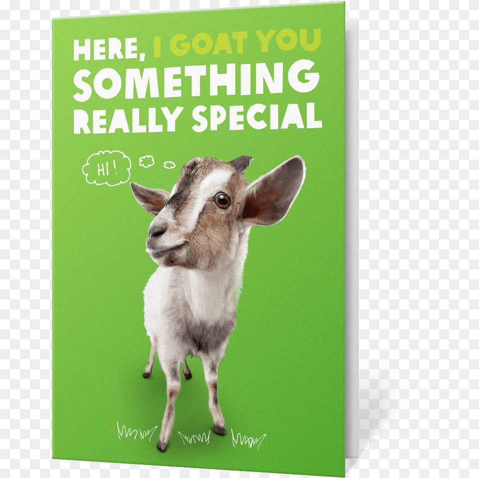 Goat Face, Animal, Livestock, Mammal, Sheep Png