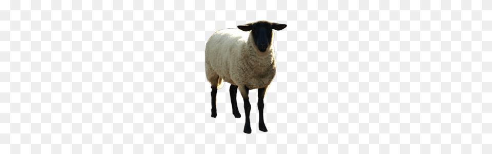 Goat For Dlpng, Animal, Livestock, Mammal, Sheep Free Png Download