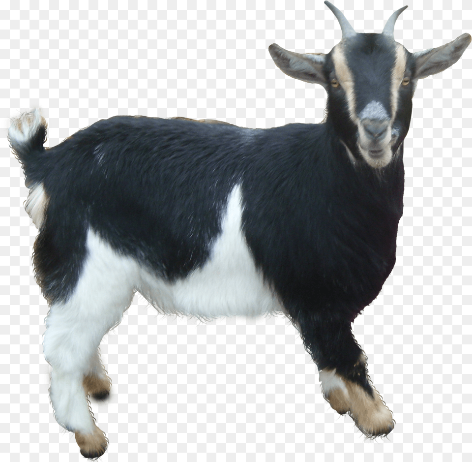 Goat Free Goat, Livestock, Animal, Mammal, Sheep Png Image