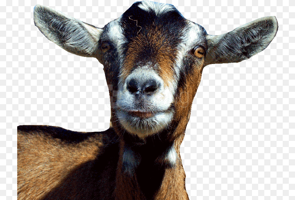 Goat Free S Background Transparent Goat Head, Livestock, Animal, Mammal, Sheep Png Image