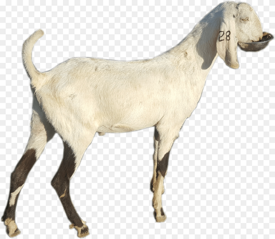 Goat Goat, Livestock, Animal, Mammal, Canine Free Png Download