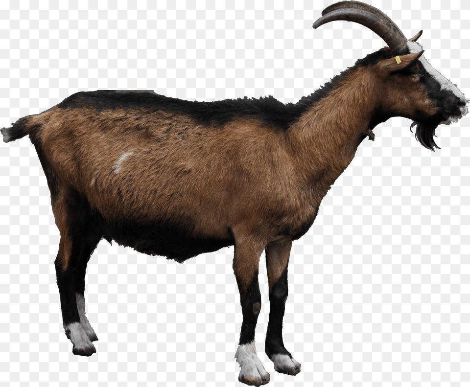 Goat Goat, Livestock, Animal, Mammal, Sheep Free Png Download