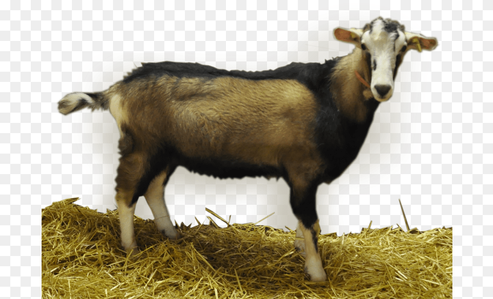 Goat Goat, Livestock, Animal, Mammal, Sheep Free Png