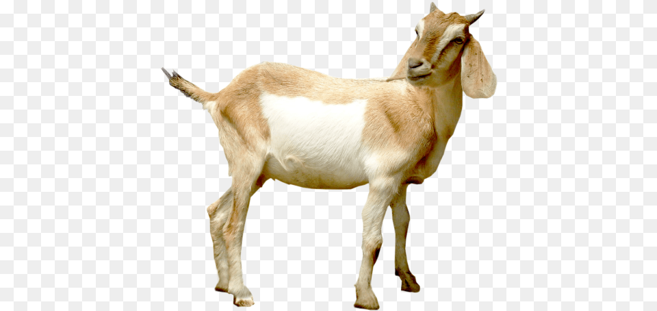Goat Hd Transparent Goat Hd Images, Livestock, Animal, Mammal, Antelope Free Png Download