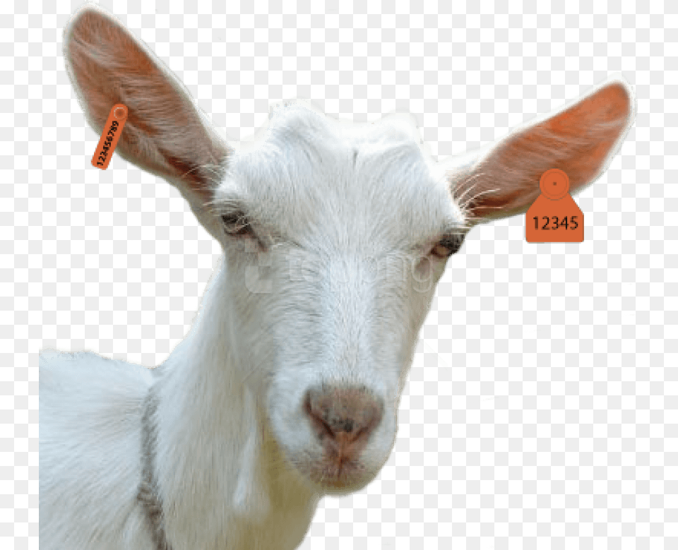 Goat Head, Livestock, Animal, Mammal, Kangaroo Free Transparent Png
