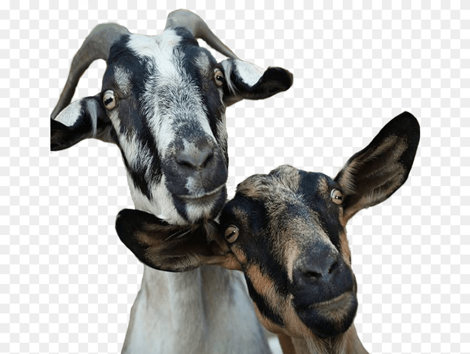 Goat Head Goat Farm, Livestock, Animal, Mammal, Antelope Free Png Download