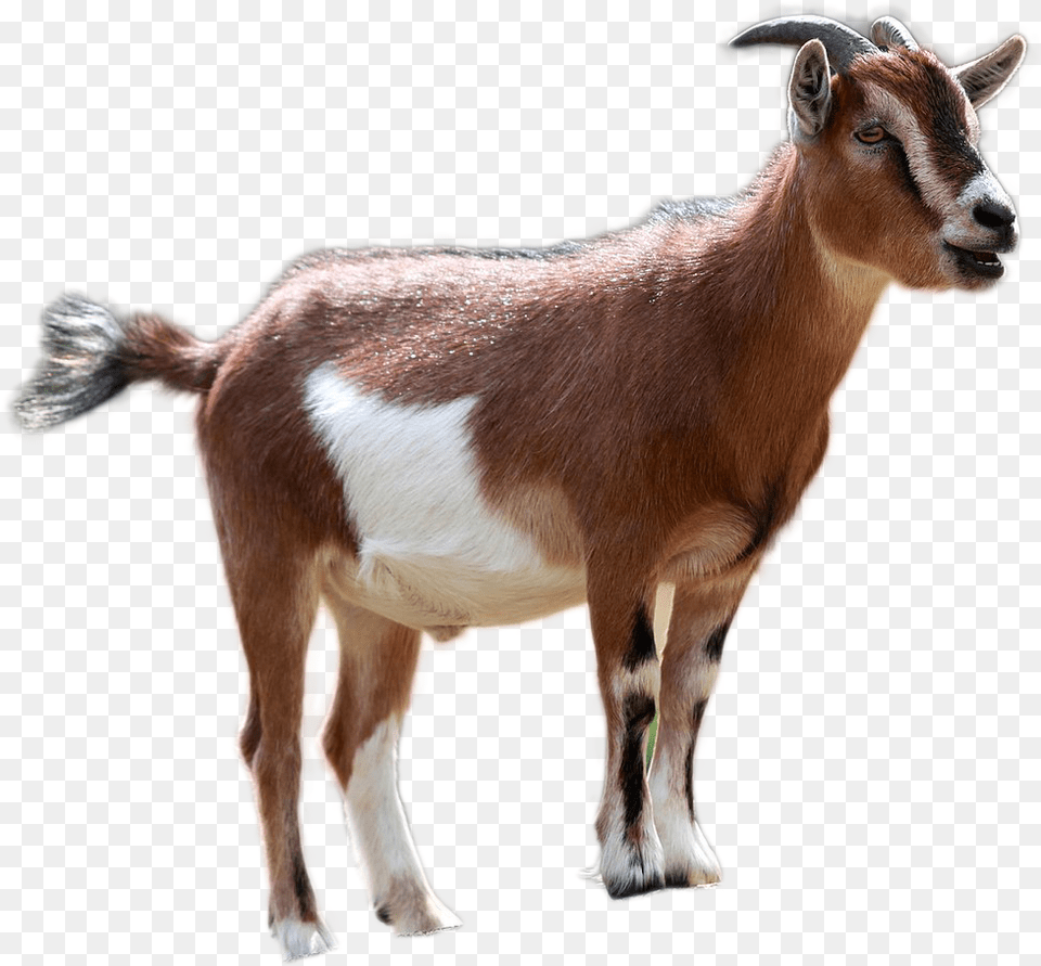 Goat Image Baby Goat Kid, Animal, Antelope, Livestock, Mammal Free Transparent Png