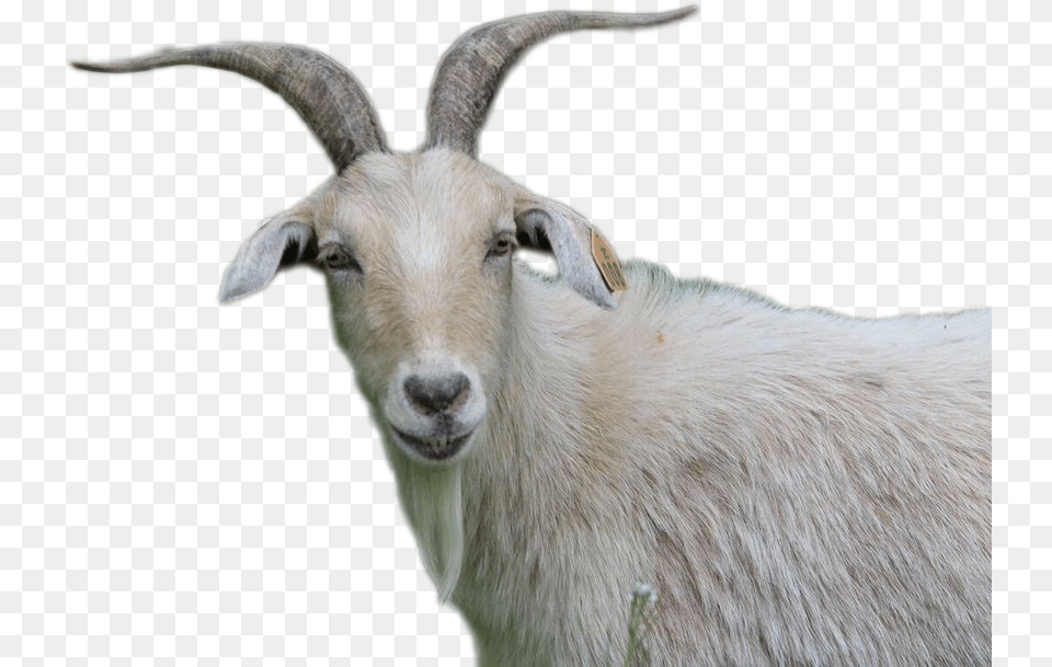 Goat Goat, Livestock, Animal, Mammal, Antelope Png Image