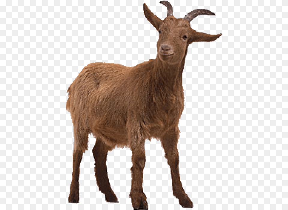 Goat Image Goat On Transparent Background, Livestock, Animal, Mammal, Antelope Free Png