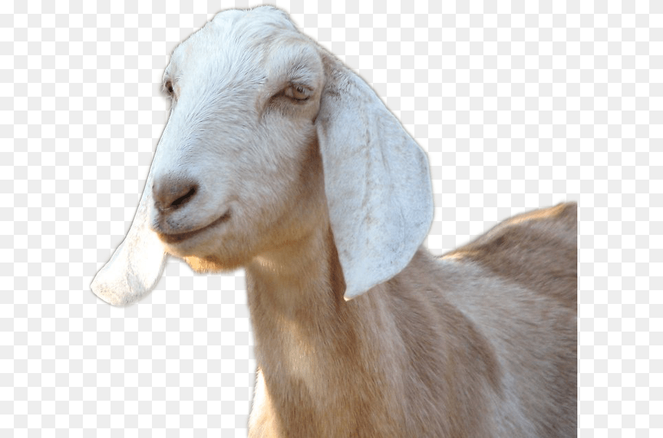 Goat Image Goats, Livestock, Animal, Mammal, Sheep Free Png