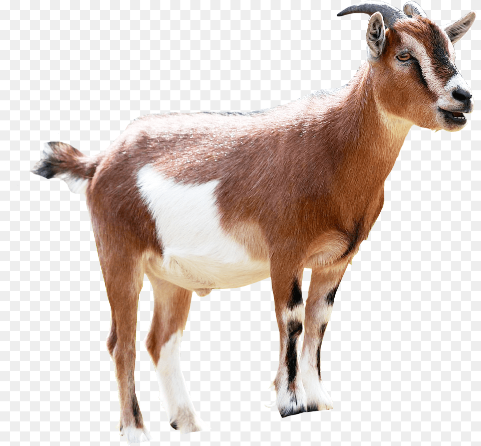 Goat Transparent Background Brown And White Goats, Livestock, Animal, Antelope, Mammal Png Image
