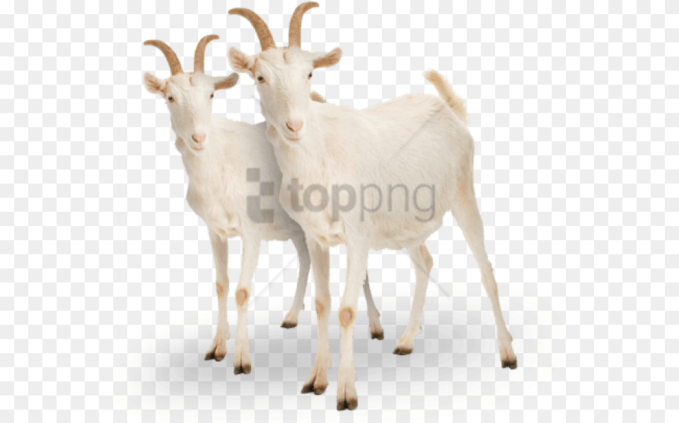 Goat Image With Background Name Of Goat Baby, Livestock, Animal, Mammal, Sheep Png