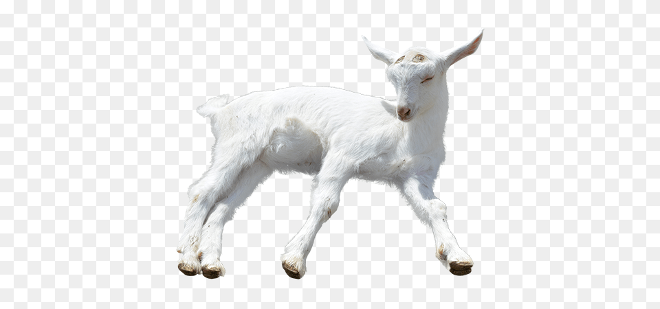Goat Images, Livestock, Animal, Mammal, Sheep Free Png Download