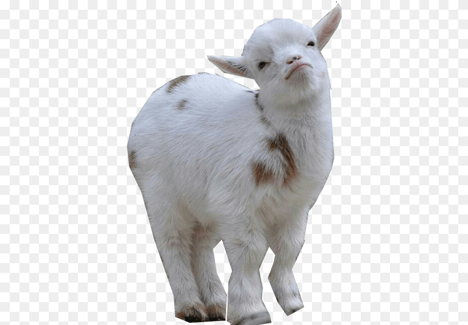 Goat Images Download Goats On Top Of Goats, Livestock, Animal, Mammal, Pig Free Transparent Png