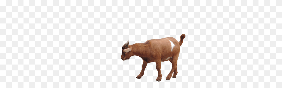 Goat Images Goat, Livestock, Animal, Canine, Dog Free Png Download