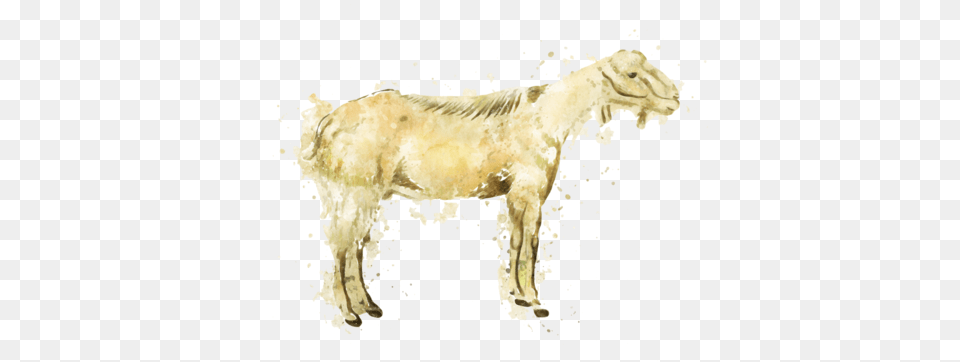 Goat Meat Products Goat, Animal, Mammal, Livestock Png Image