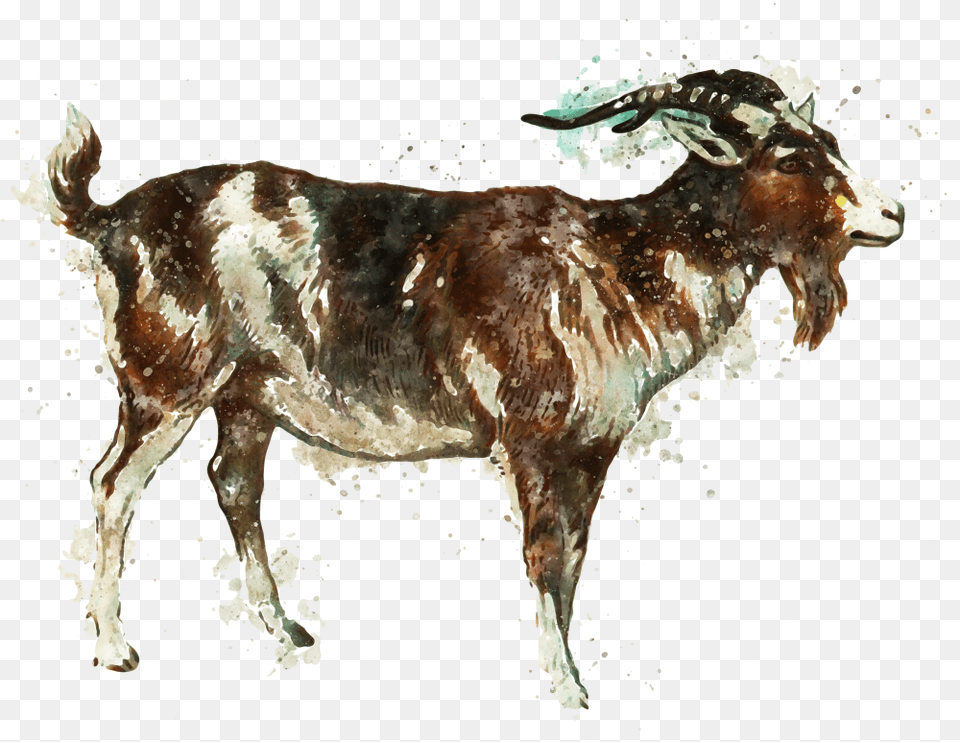 Goat Meat Products Goat Art, Livestock, Animal, Cattle, Cow Png