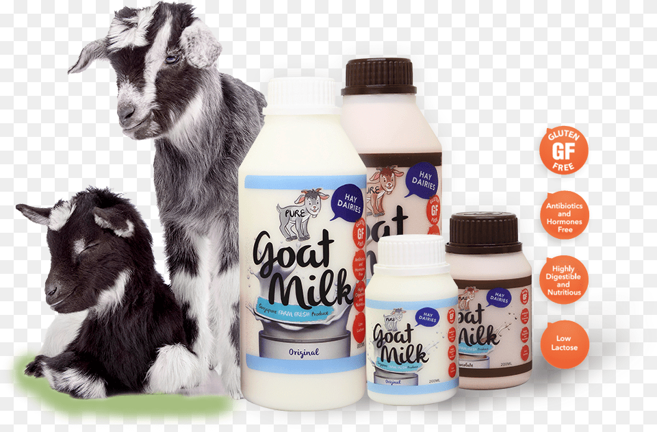 Goat Milk Dairy Farm, Animal, Livestock, Mammal, Sheep Free Transparent Png