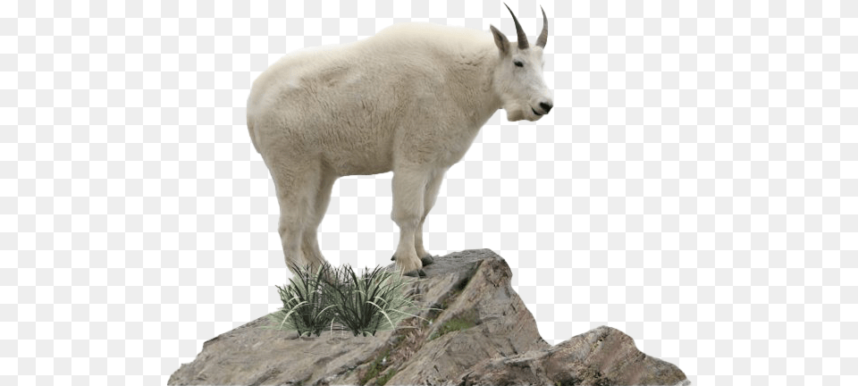 Goat Mountain Goat Background, Livestock, Animal, Mammal, Mountain Goat Png Image