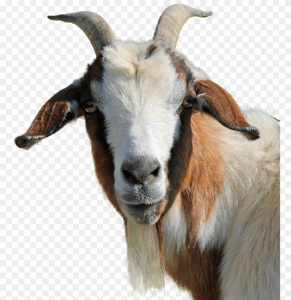 Goat No Back Transparent Image Goat Transparent, Animal, Antelope, Livestock, Mammal Free Png