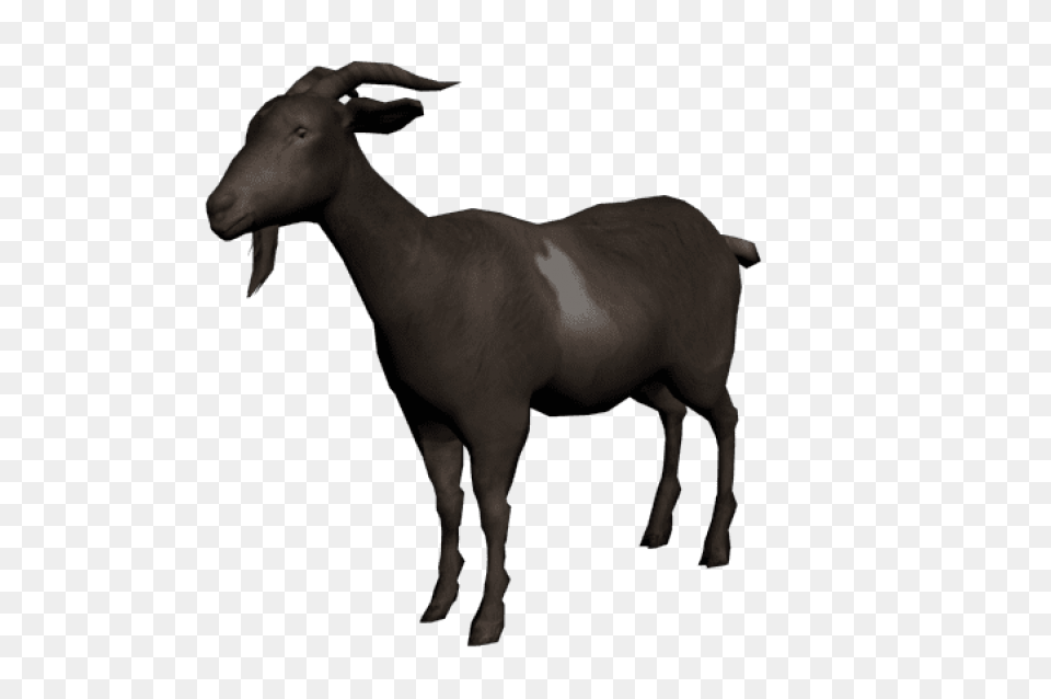 Goat Photo, Livestock, Animal, Mammal, Sheep Free Png Download