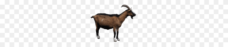 Goat Photo Images And Clipart Freepngimg, Livestock, Animal, Mammal, Canine Free Png