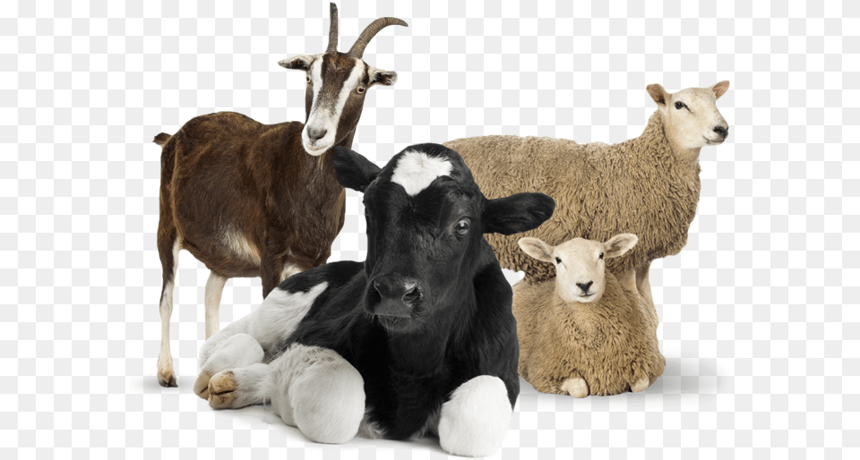 Goat Photo White Background, Animal, Livestock, Mammal, Sheep Png Image
