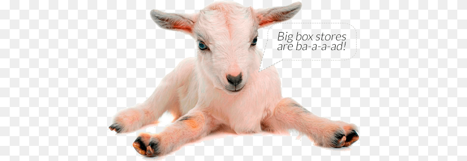 Goat Quotbig Box Stores Are Goat, Livestock, Animal, Canine, Dog Free Transparent Png