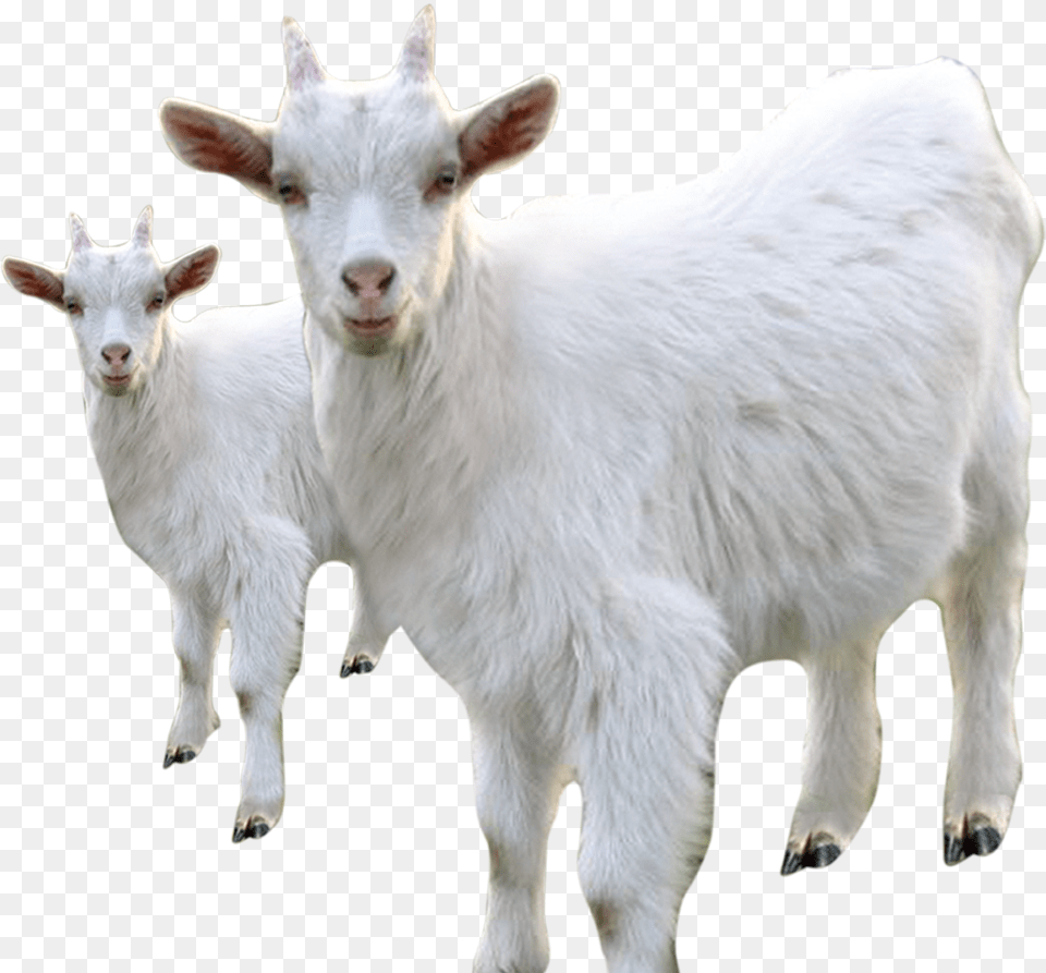 Goat Sheep Milk Livestock White Goat, Animal, Mammal, Mountain Goat, Wildlife Png