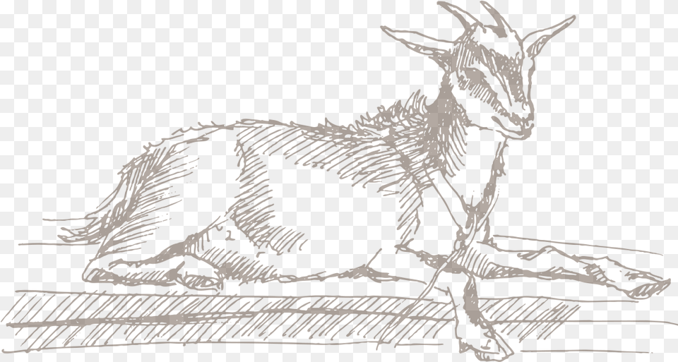 Goat Showmanship Class Sketch, Animal, Mammal, Dinosaur, Livestock Png Image