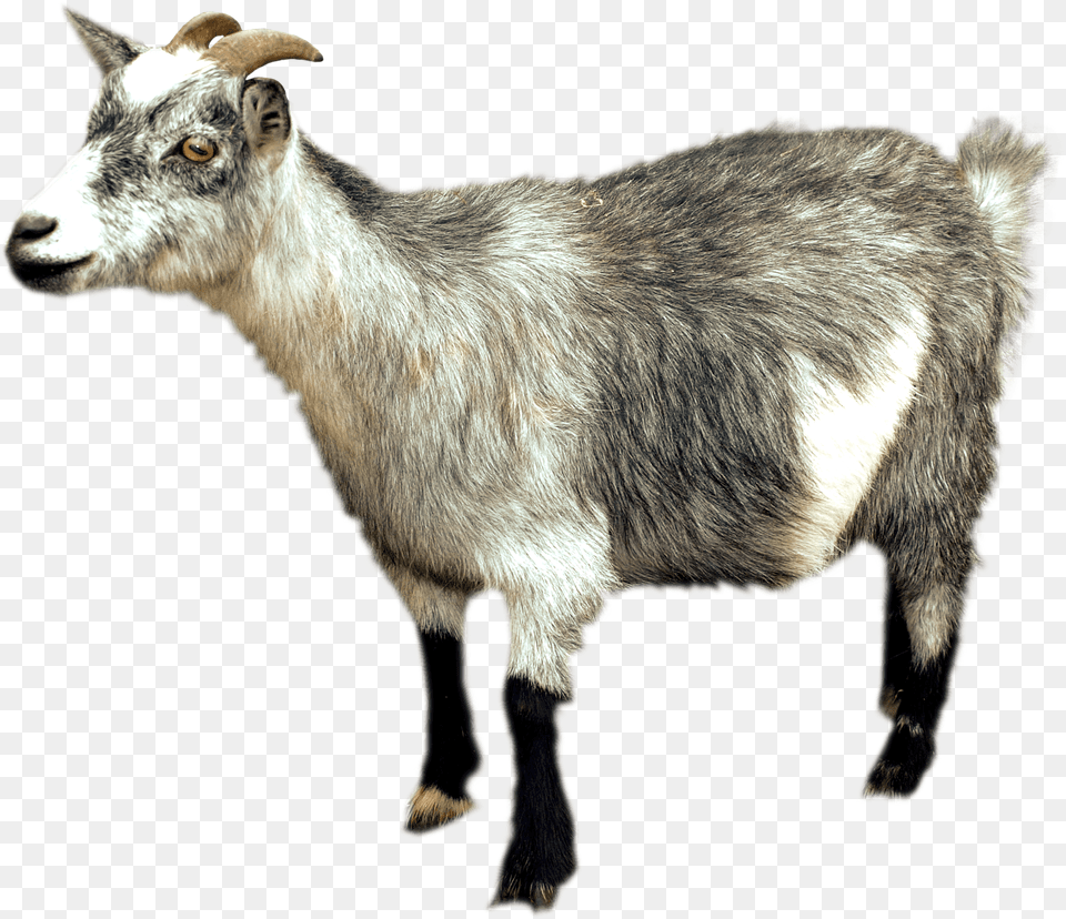 Goat Sideview, Livestock, Animal, Mammal, Sheep Png
