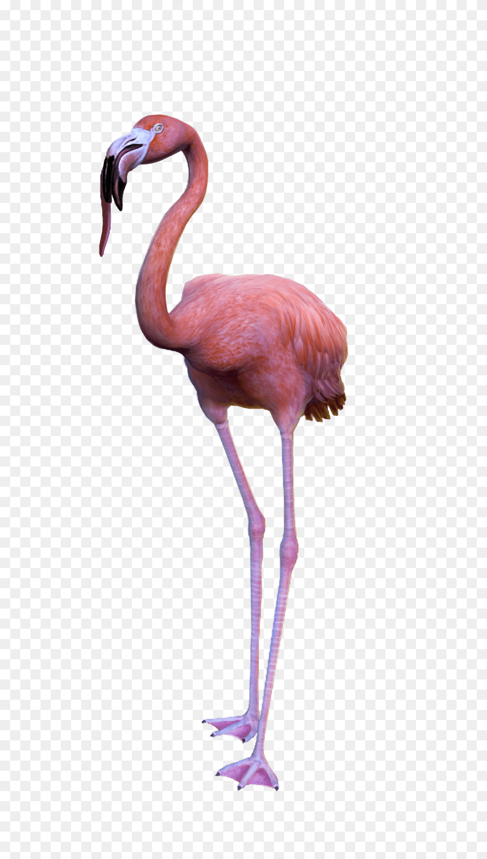 Goat Simulator, Animal, Bird, Flamingo Png Image