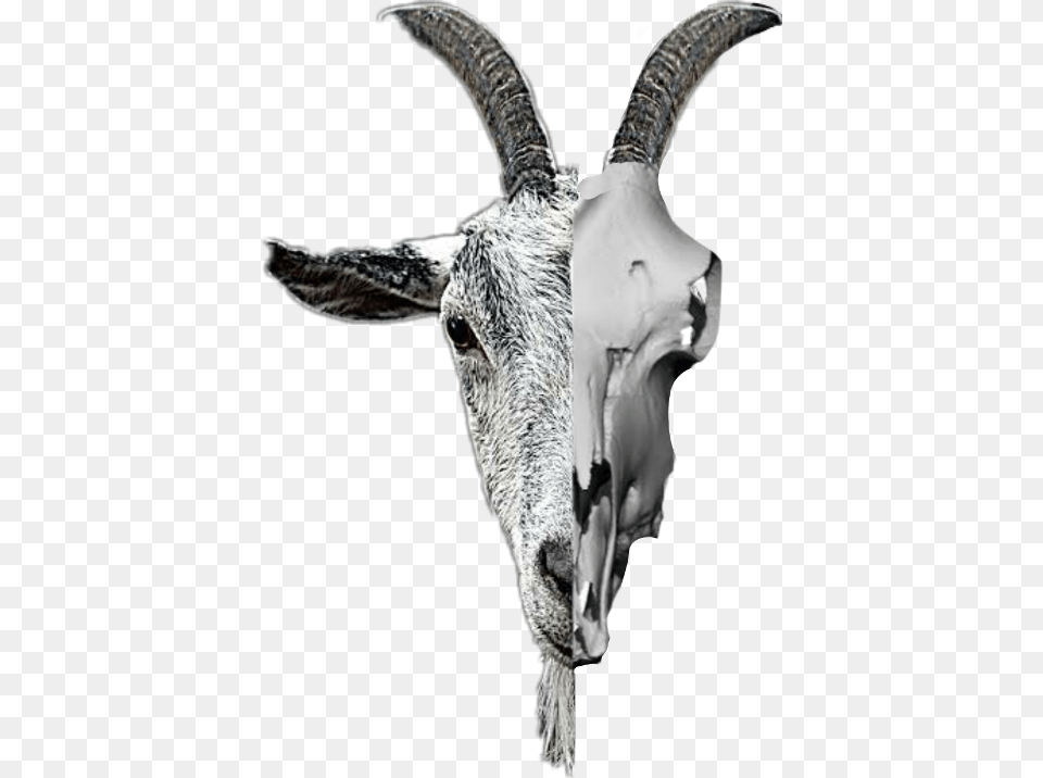 Goat Skull Freetoedit Scskulls Skulls, Livestock, Animal, Mammal Png