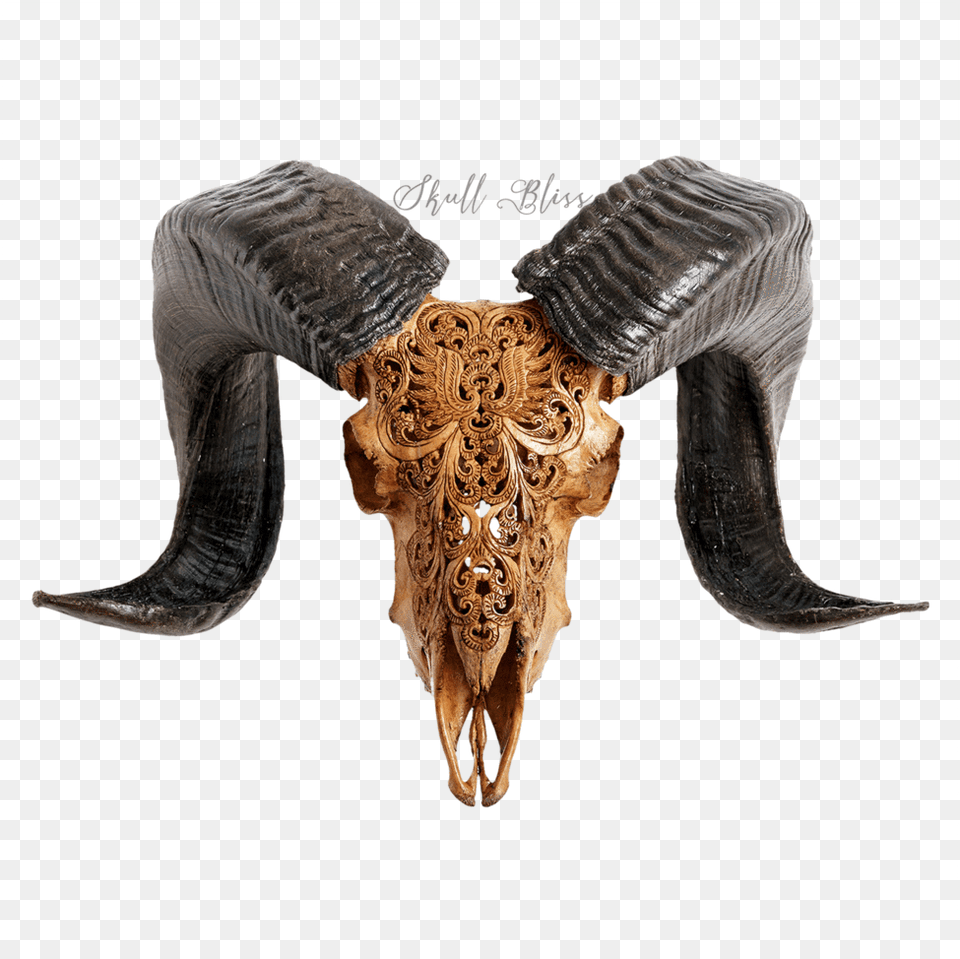 Goat Skull Ram, Animal, Dinosaur, Reptile Free Transparent Png