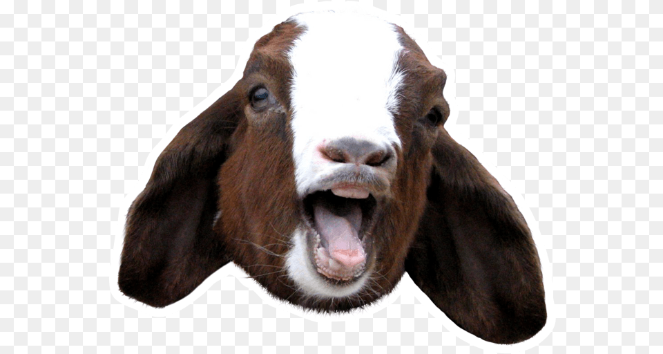 Goat Sound Board Screaming Goat Head, Animal, Cattle, Cow, Livestock Free Transparent Png