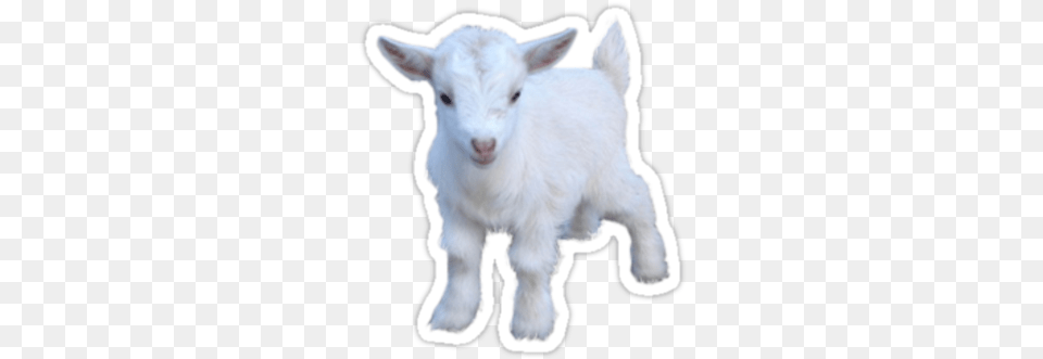 Goat Sticker By Lunarfawn Goat Transparent, Livestock, Animal, Mammal, Sheep Png