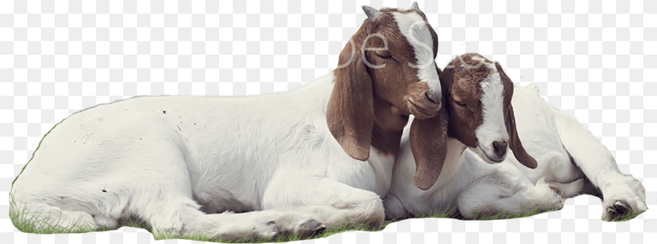 Goat Background Goat, Livestock, Animal, Mammal, Cattle Free Transparent Png