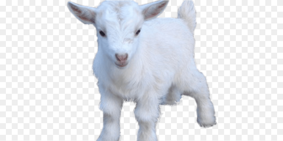 Goat Transparent Images Goat, Livestock, Animal, Mammal, Canine Free Png Download