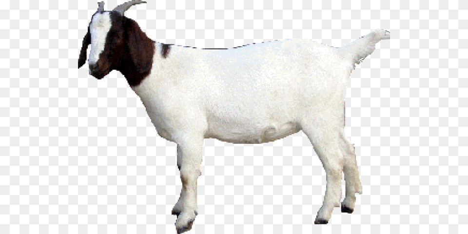 Goat Images Goat, Livestock, Animal, Mammal, Horse Free Transparent Png