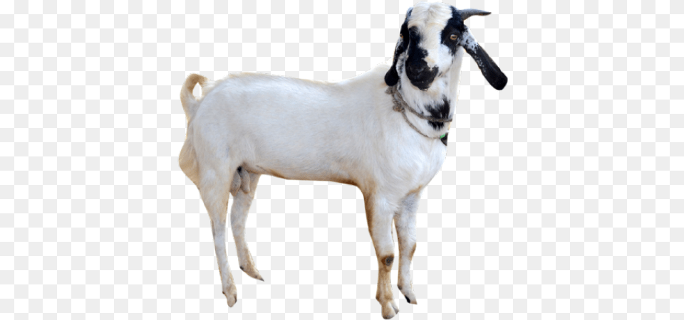 Goat Images Goat In, Livestock, Animal, Mammal, Sheep Free Transparent Png