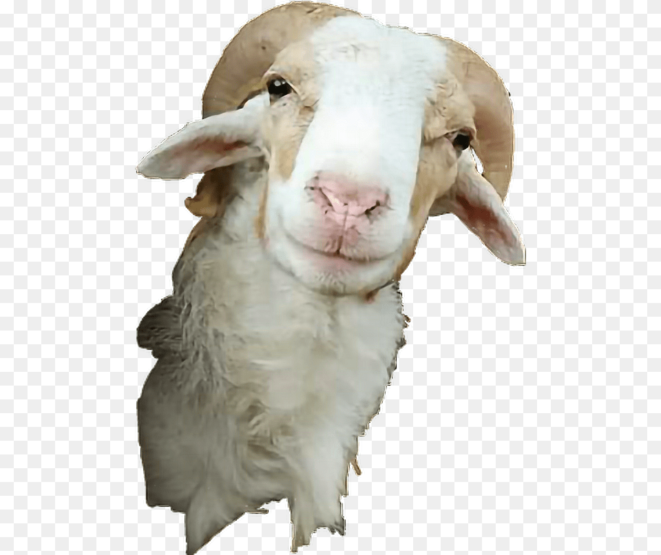 Goat Tumblr Cute Funny Kambing Fun Remix Tumbler Sticker Kambing, Livestock, Animal, Mammal, Bear Png